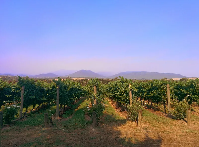 Rows of vines in the Yarra Valley with ranges in the distance at dusk.